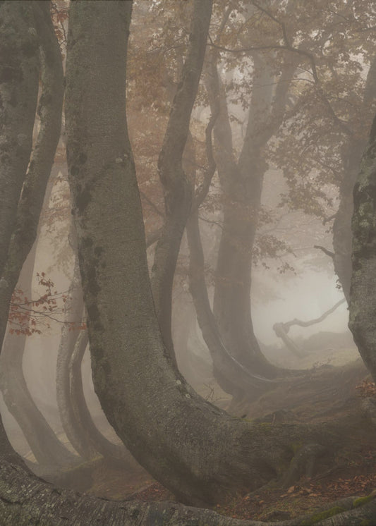 twisted beeches | Poster