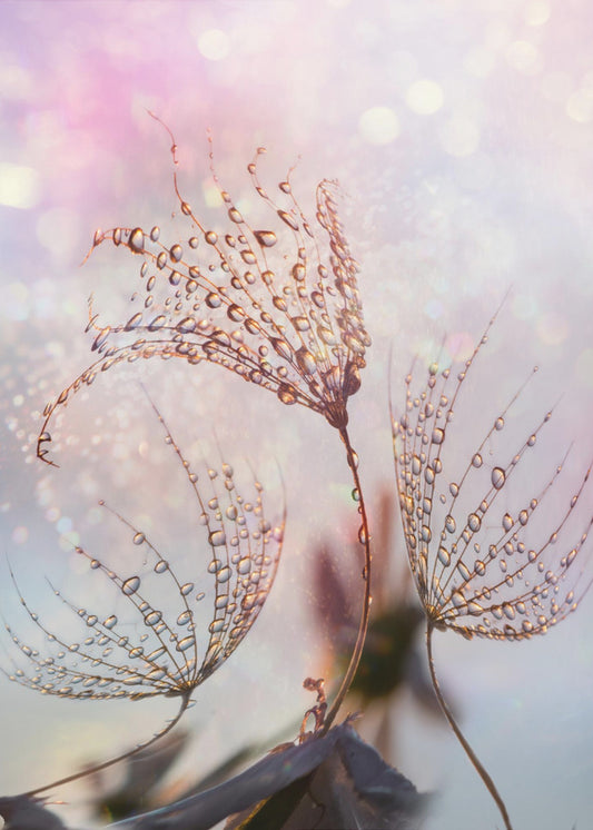macro | Canvas