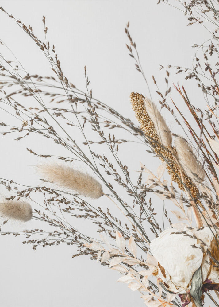 Dried_008 | Canvas