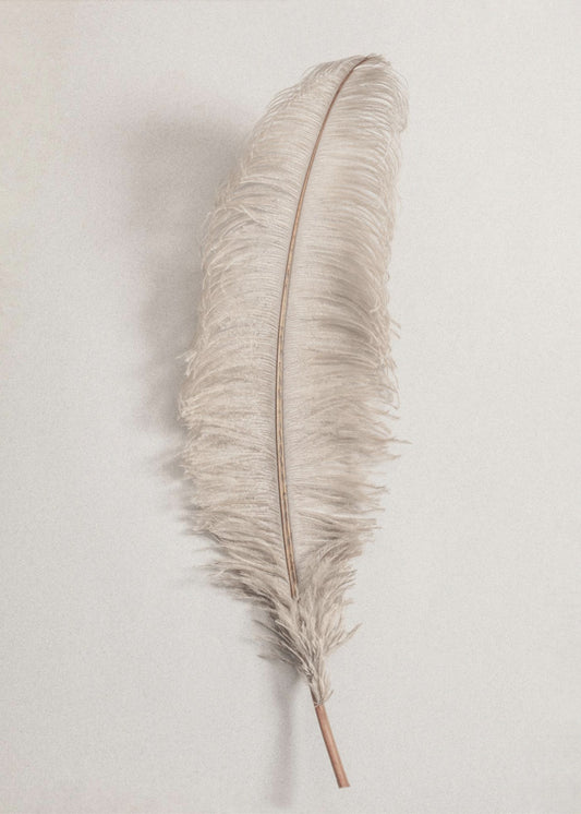 Feather_002 | Poster