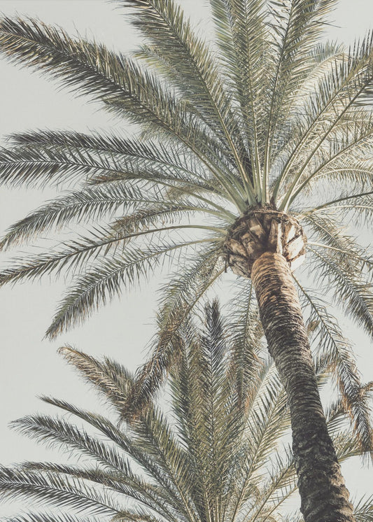 Palm_005 | Poster
