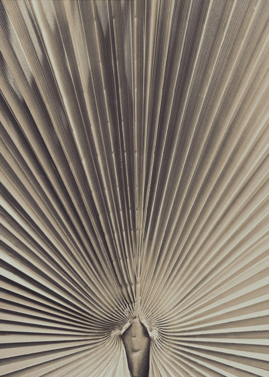 Palmblad_001 | Poster
