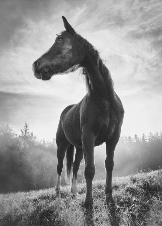 Taustavalolla varustettu hevonen | Canvastaulut