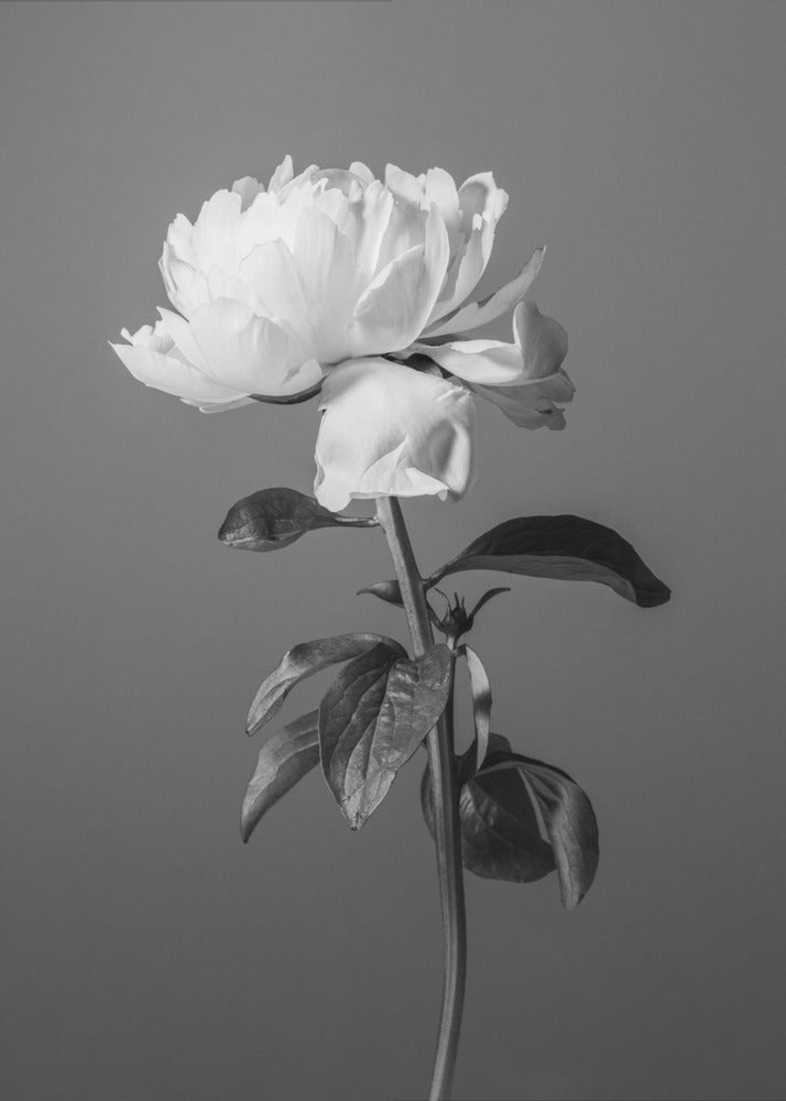 Pivoine BW | Tableaux sur Toile