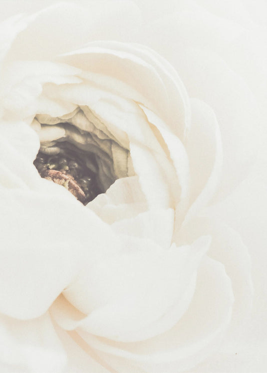 White Flower 01 | Poster