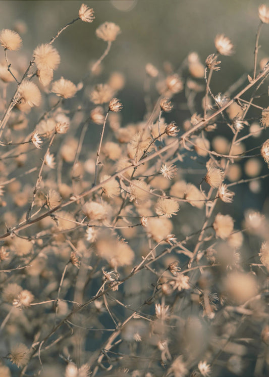 Beach flowers_003 | Poster