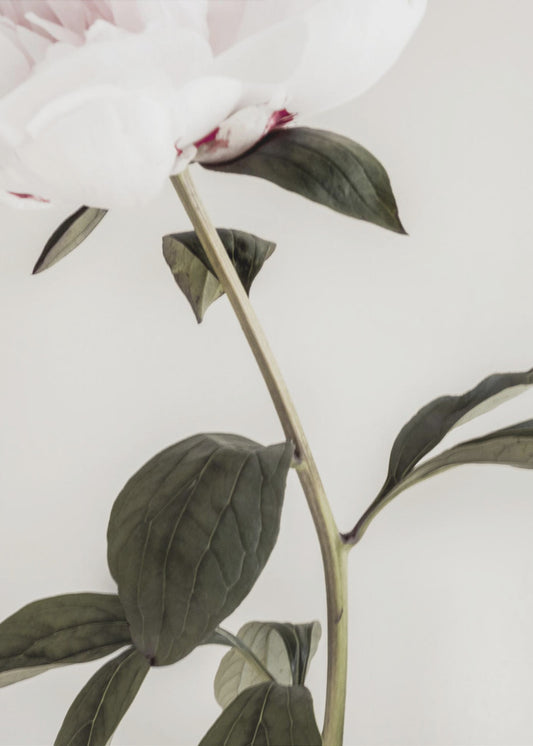 Peony 09 | Poster