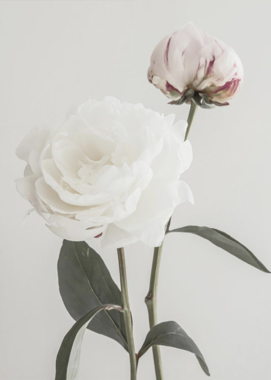 Peony 12 | Poster