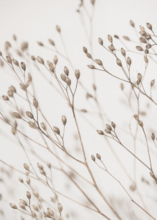 Wildes Gras | Leinwand-Bilder