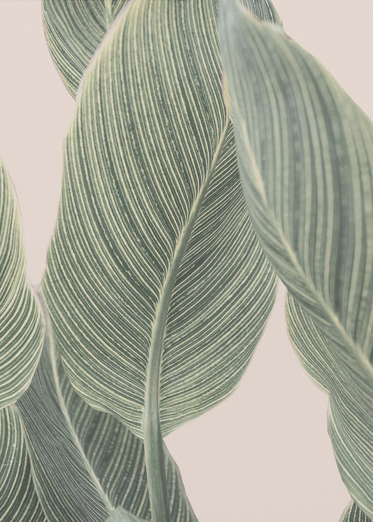 Calla-Blatt | Poster - Kunstdruck