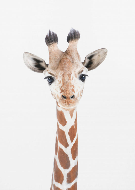 Baby Giraffe | Canvas