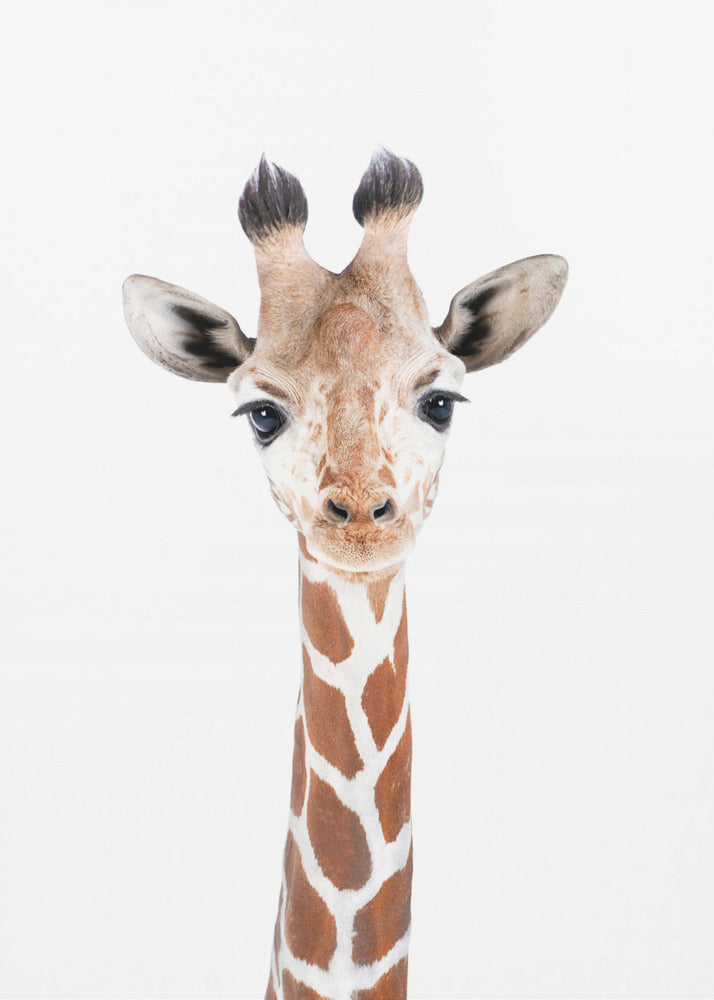 Bébé girafe | Tableaux sur Toile