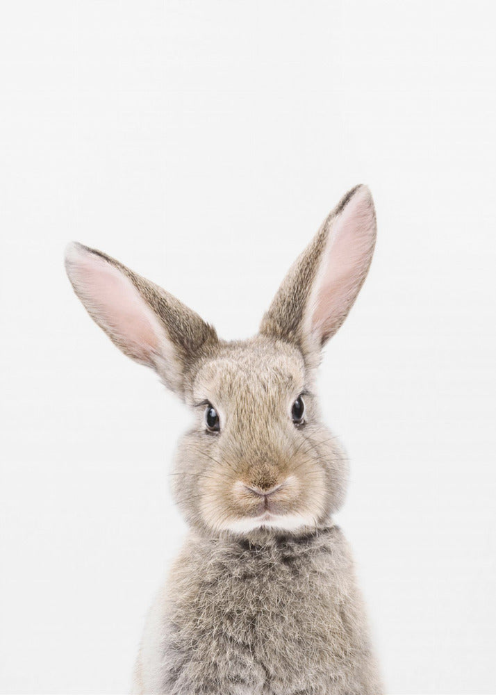Baby Konijn | Canvasprints