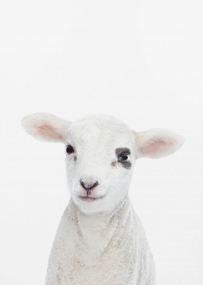 Lammbaby | Poster - Kunstdruck