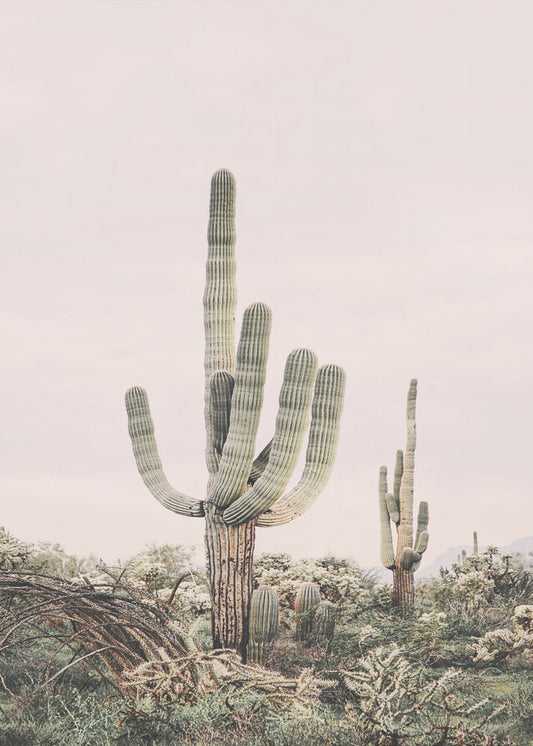 Rosa Saguaro | Leinwand-Bilder