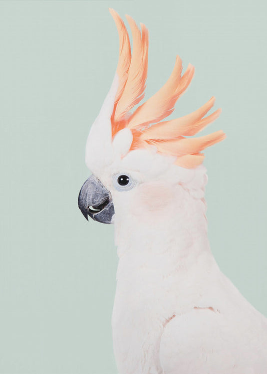 Cockatoo | Canvas