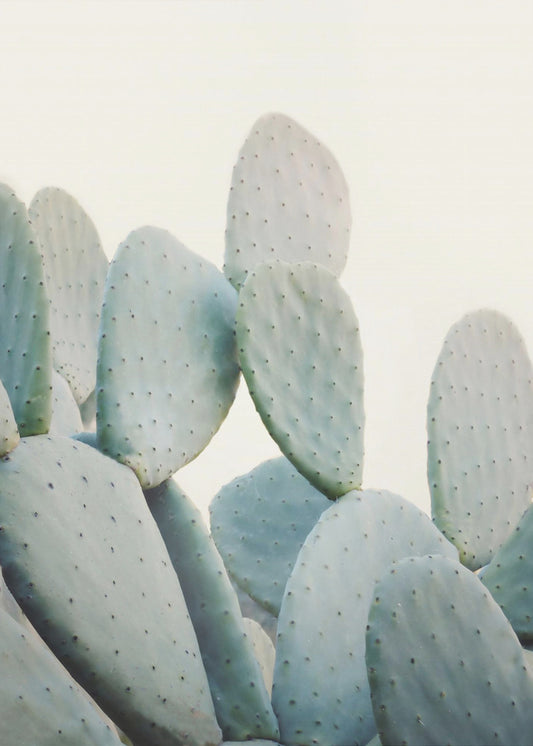 Pastel Cacti | Canvas