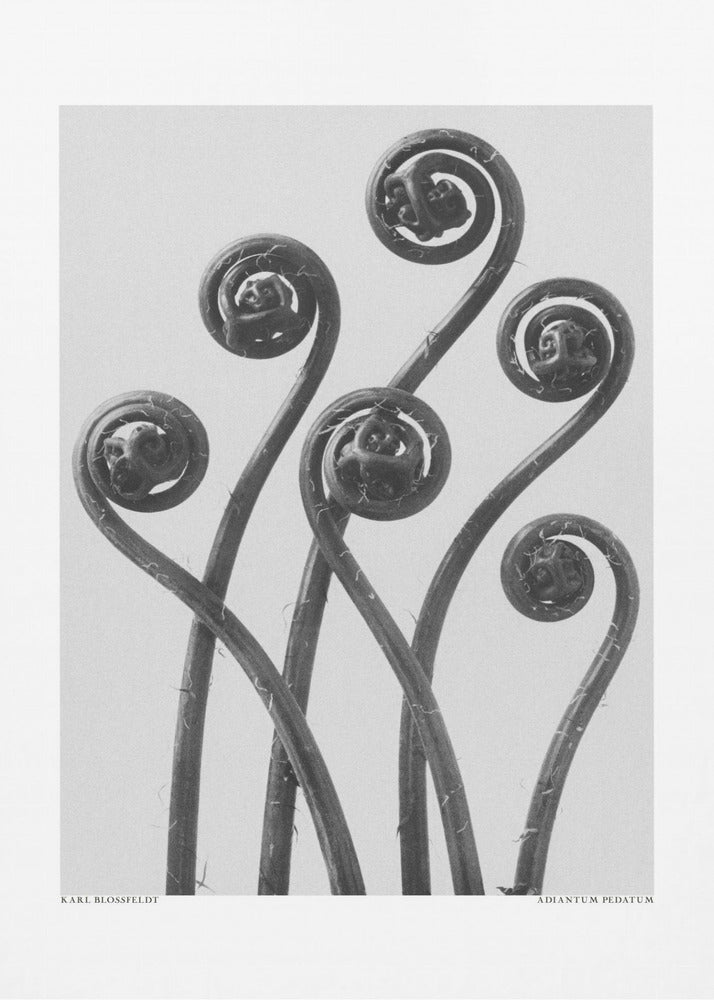 Adiantum pédatum | Tableaux sur Toile