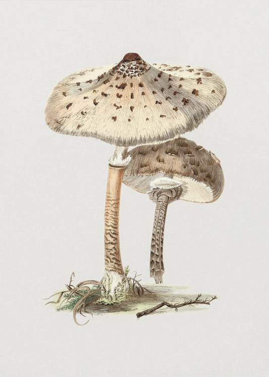 Hand Drawn Parasol Mushroom | Canvas