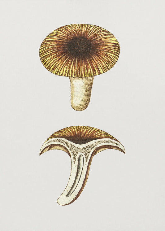 Vintage Chanterelles Edible Mushroom | Canvas