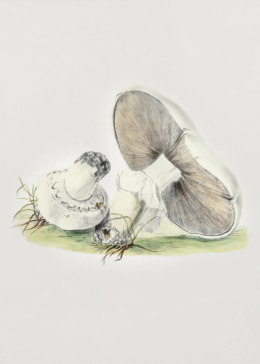Hand Drawn Horse Mushroom Standing | Canvas
