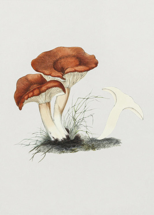 Hand Drawn Rufous Milkcap Mushroom | Canvas
