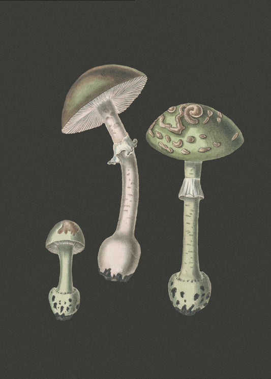 Amanita Muscaria Dark Background | Canvas