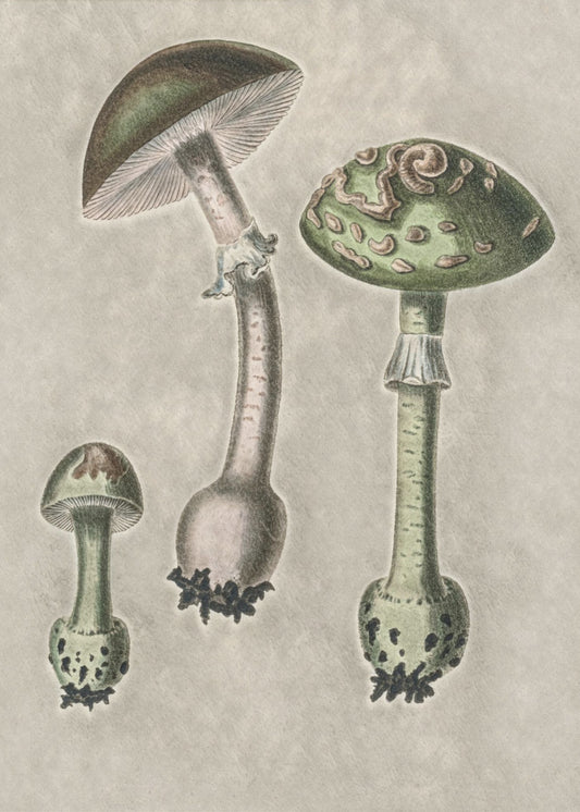 Amanita Muscaria Remix Green | Canvas