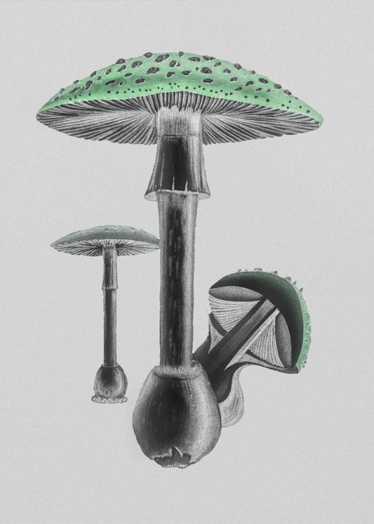 Amanita Muscaria White Background Green | Canvas