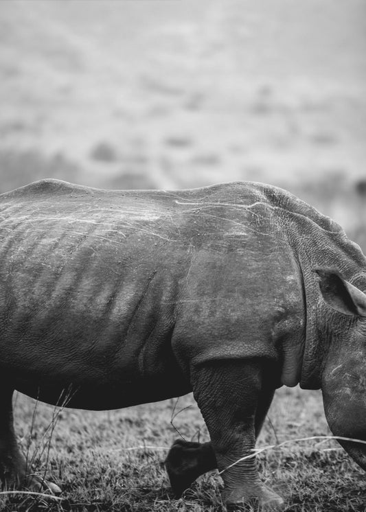 Spitzmaulnashorn | Leinwand-Bilder