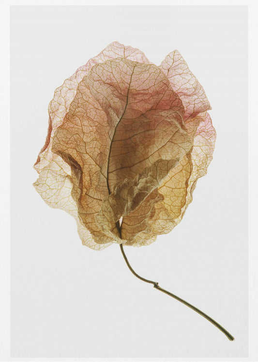 Bougainvillea-Studie Nr. 6 | Leinwand-Bilder