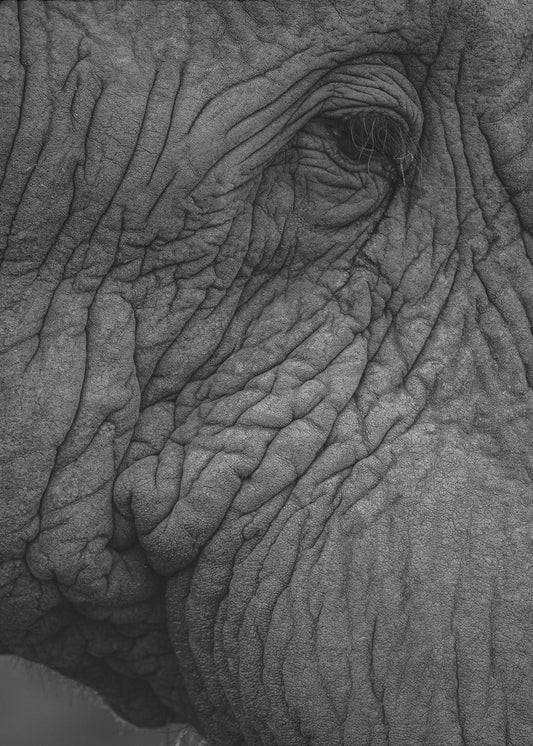 Elefant 01 | Leinwand-Bilder
