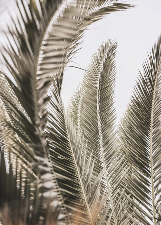 Whispers of Palms | Poster