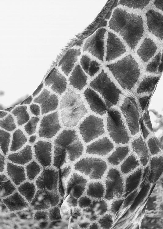 Super Safari Nr. 3 | Leinwand-Bilder