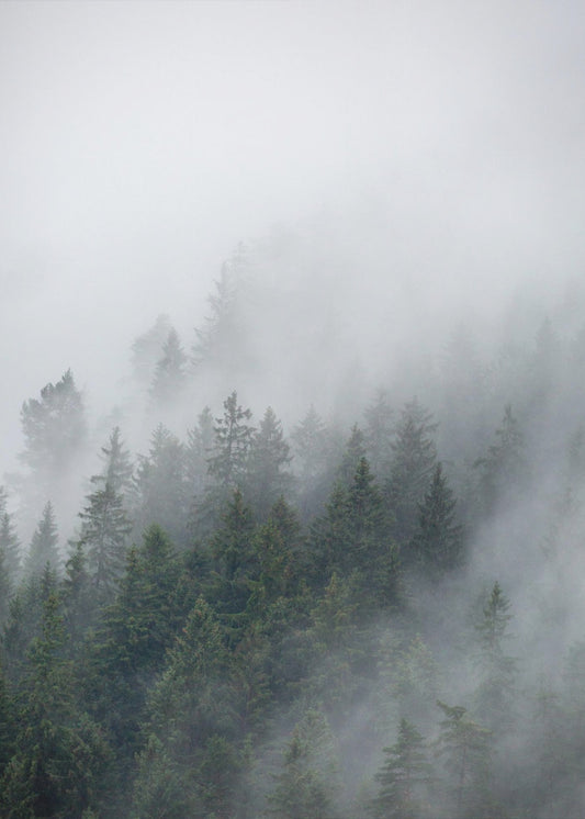 Nebliger Morgen 2 | Leinwand-Bilder