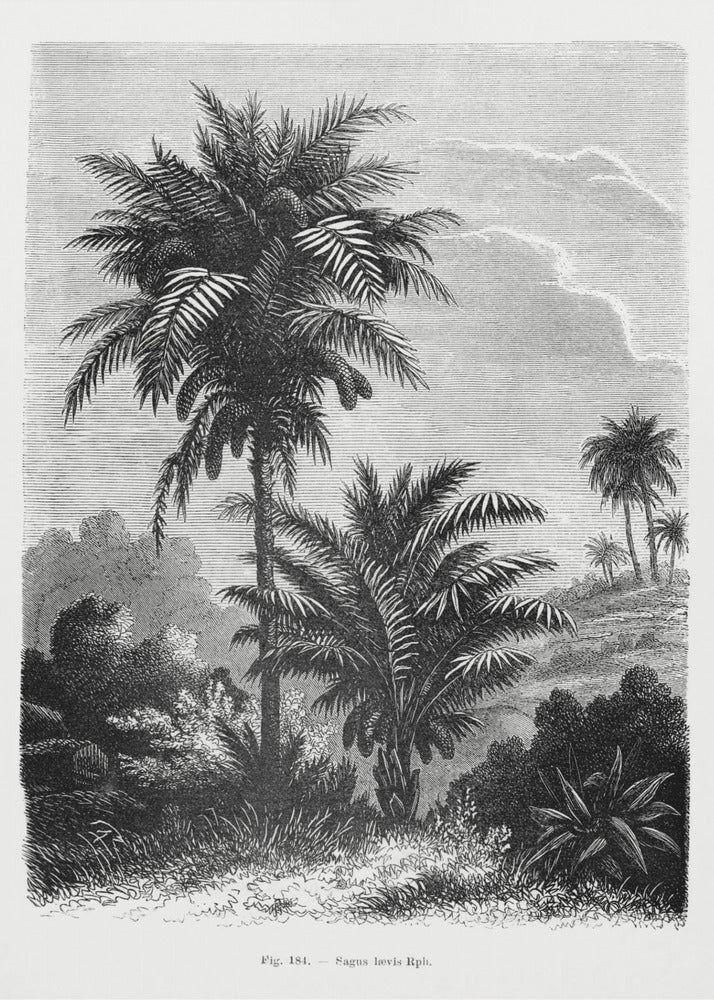 Vintage palmträdteckning V | Canvas