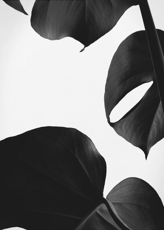Contrasty Monstera | Canvas
