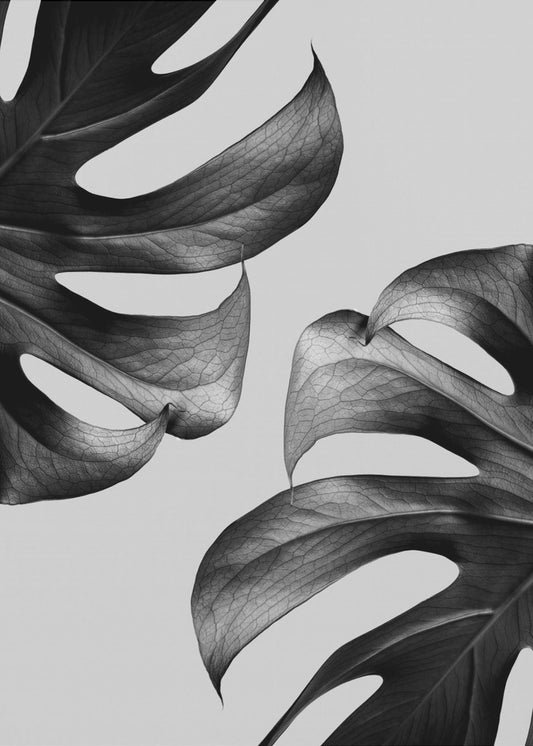 Monochrome Mostera Poster | Canvas