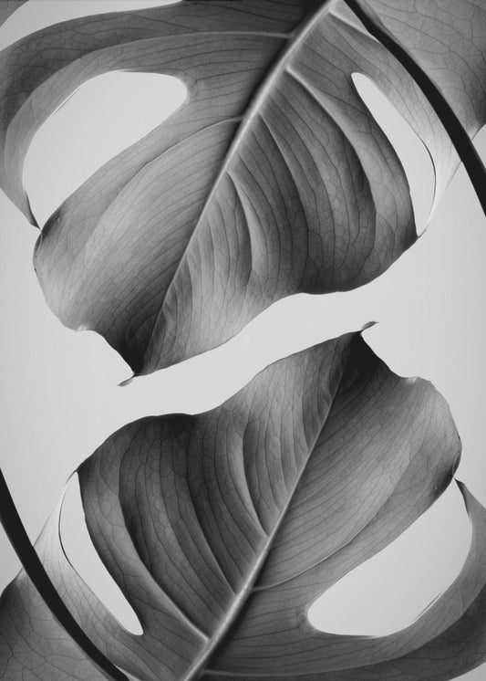 Monstera Monochrome | Canvas