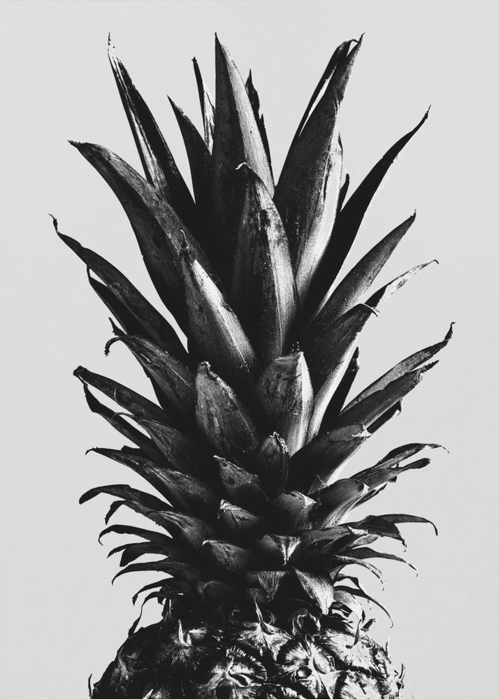 Pine Gray | Canvas