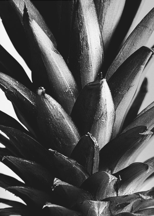 Pine B&w | Canvas