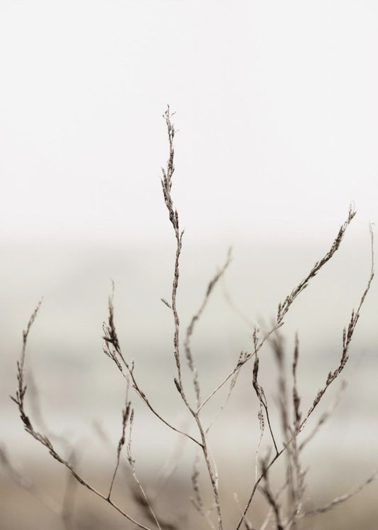 Pickleweed No.1 | Canvas