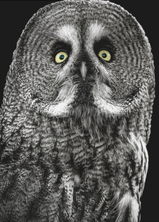 Owl | Canvas