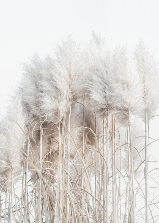 Pampas Grass II | Canvas