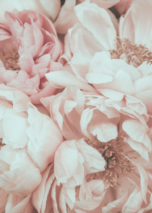 Blossom Mix | Canvas
