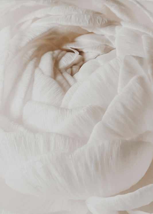 Buttercup | Canvas