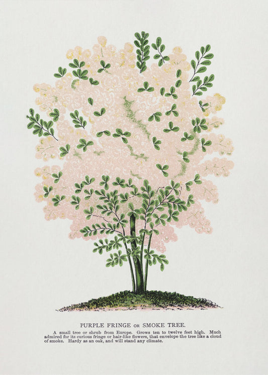 Purple Fringe Tree Lithograph | Canvas