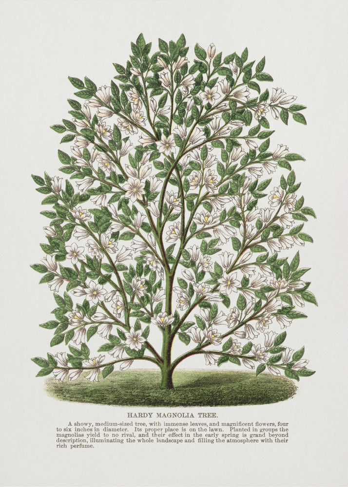 Hardy Magnolia Tree Lithograph | Canvas