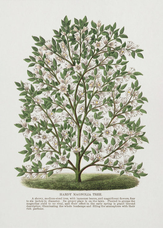 Hardy Magnolia Tree Lithograph | Canvas