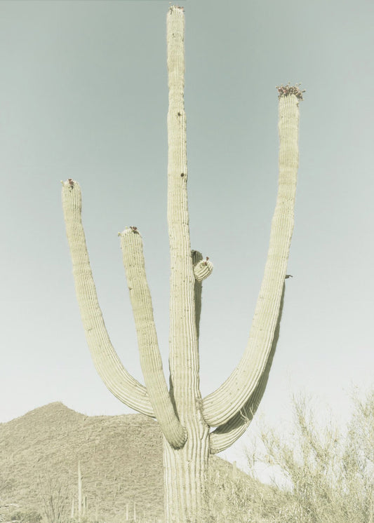 SAGUARO NATIONALPARK Vintage jättesaguaro | Canvas